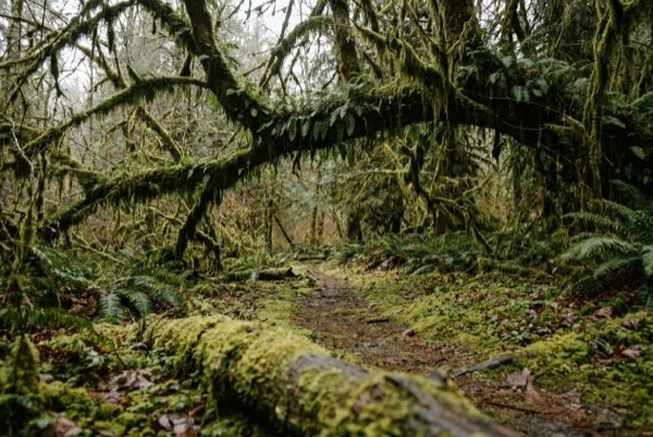 A mossy trail through temperate rain forest
